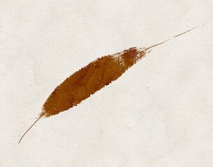 Rustic brown feather leaf texture watercolour brush stroke illustration