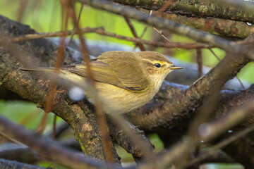 Chiffchaff - Phylloscopus collybita
