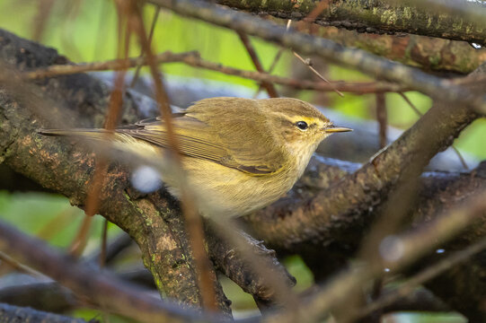 Chiffchaff - Phylloscopus collybita