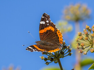 Red admiral butterfly -vanessa atalanta