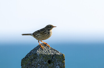 Meadow pipit - Anthus pratensis