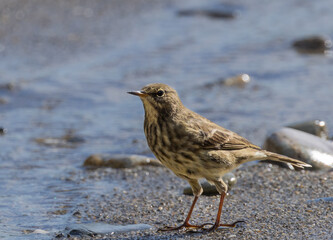 Rock pipit - Anthus petrosus