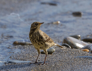Rock pipit - Anthus petrosus