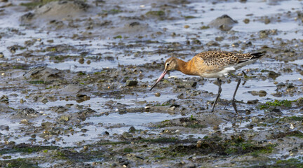 Black-tailed godwit  - Limosa limosa