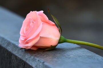 A delicate pink rose rests gently on a stone surface, capturing a moment of beauty and tranquility, This image is perfect for themes of love, nature, or remembrance in cards, invitations, or decor,