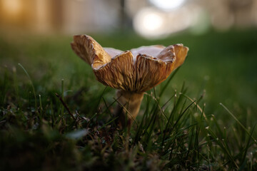 withered mushroom