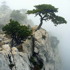 Conifers on mist-covered slope (Demerdzhi, Crimea)