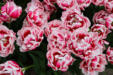 pink and white tulips