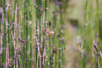 Close-up of green shoots of horsetail on a blurred background. Vertical lines, blurred yellow and green colors.