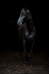 Fototapeta premium horse equine black beauty low key fine art intens look eye 