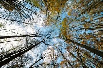 Fototapeta premium Herbst in Brandenburg 