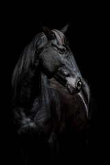 horse equine black beauty low key fine art intens look eye 