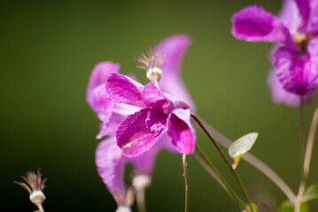 Purple clematis flowers on green blurred background. Delicate flowers in meadow close-up
