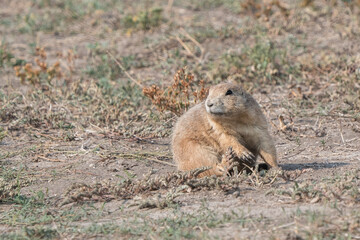 Prairie Dog Small animal with a brown and white coat is standing in the grass