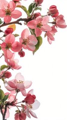Fototapeta premium Delicate pink blossoms frame a blank space for text on a bright spring day