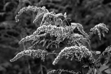 Goldenrod, grassfish - bloomed, autumn season, black and white graphic photo. Background.