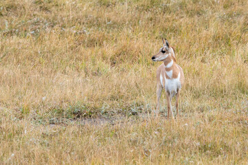 A Pronghorn Antelope is standing in a field of tall grass