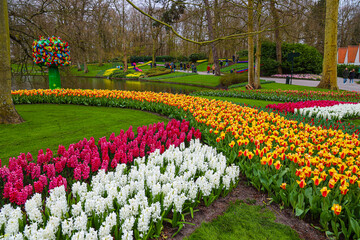 field of tulips