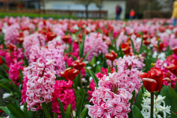 tulips in the garden