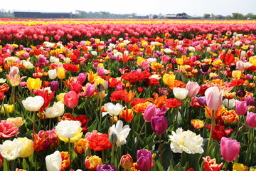 field of tulips