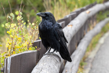 Black crow is perched on a wooden fence