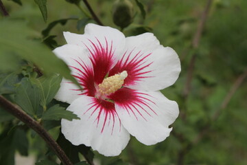 pink hibiscus flower