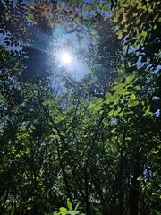 Obraz premium sun shining through the branches