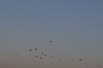 A flock of birds soars in the cloudless blue sky.