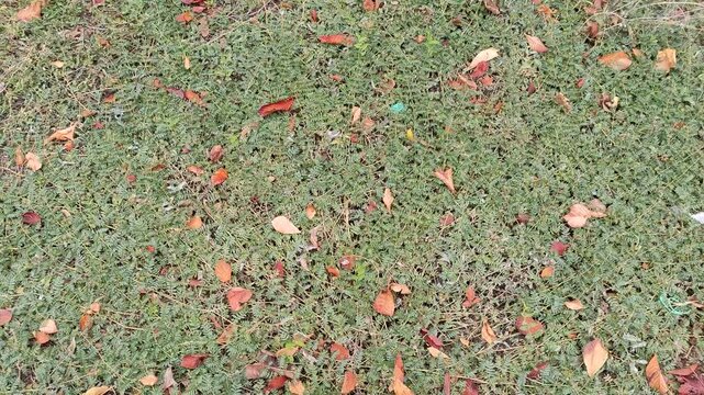 Thickets creeping branches of Tribulus terrestris. Weed pest on the land plot