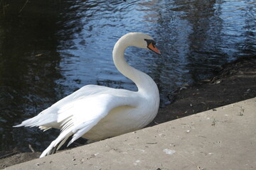 swan on the water