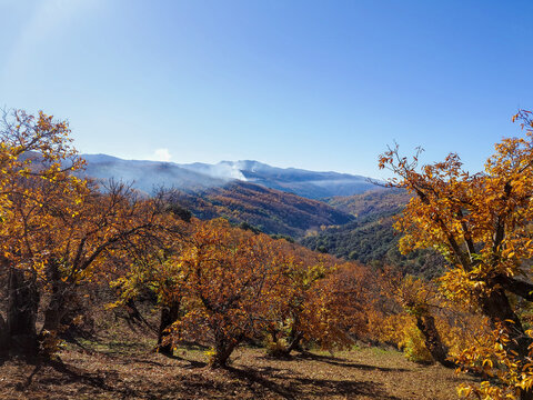 Photo of chestnut forest on a sunny day