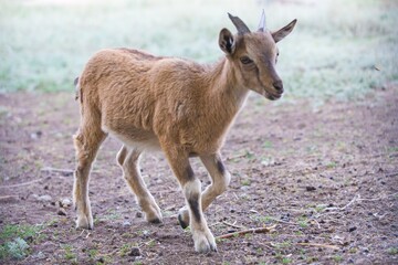 sheep and goats on pasture