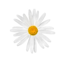 Chamomile flower, close-up