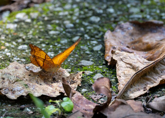 Schmetterling am Boden