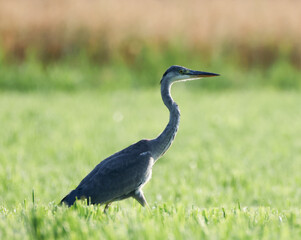 Graureiher bei der Jagd
