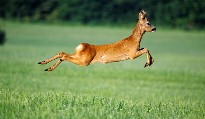 Reh auf der Flucht © Andreas
