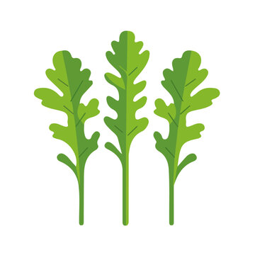 green arugula leaves on white background clip art preview