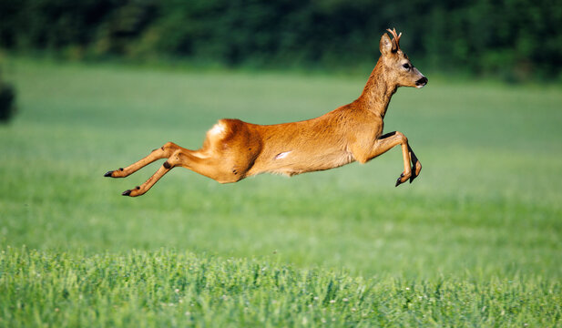 Reh auf der Flucht