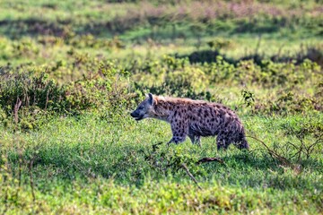 Jackal on a green field on a sunny day
