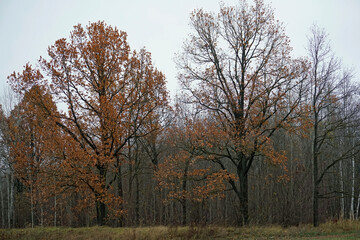 Fototapeta premium Autumn in November. Oak grove on a cloudy gloomy day. The charm of nature.