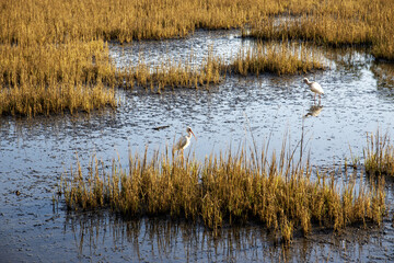 White Birds Wading Through Shallow Marshland at Sunset in a Serene Coastal Wetland Environment