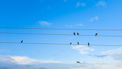 A group of birds sitting and resting against the blue sky. Blue sky background in high resolution.