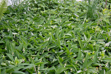 Lawn of blooming lilies of the valley