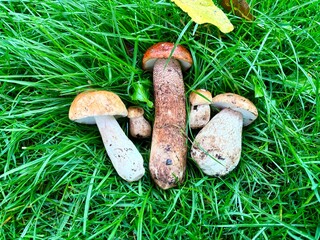 mushrooms in the grass