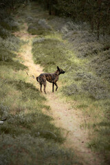 Dog in the forest landscape