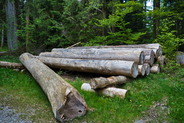 Stocking logs at the edge of the forest for the winter.