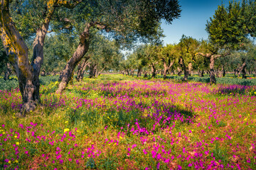 Wonderful spring scenery. Colorful morning view of olive garden with blooming tiny pink, flowers on the ground. Stunning outdoor scene of Sicily, Italy. Beauty of countryside concept background..