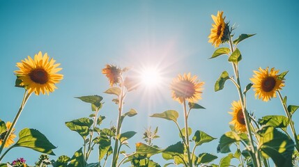 A vibrant sunflower field with tall sunflowers reaching towards the bright sun, set against a clear blue sky, creates a lively and cheerful scene.