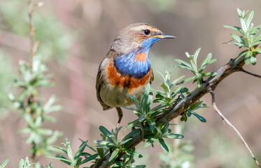 robin on a branch