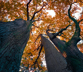 Fantastic view from the bottom of the top of oak trees. Amazing autumn scene of botanical garden. Beauty of nature concept background..